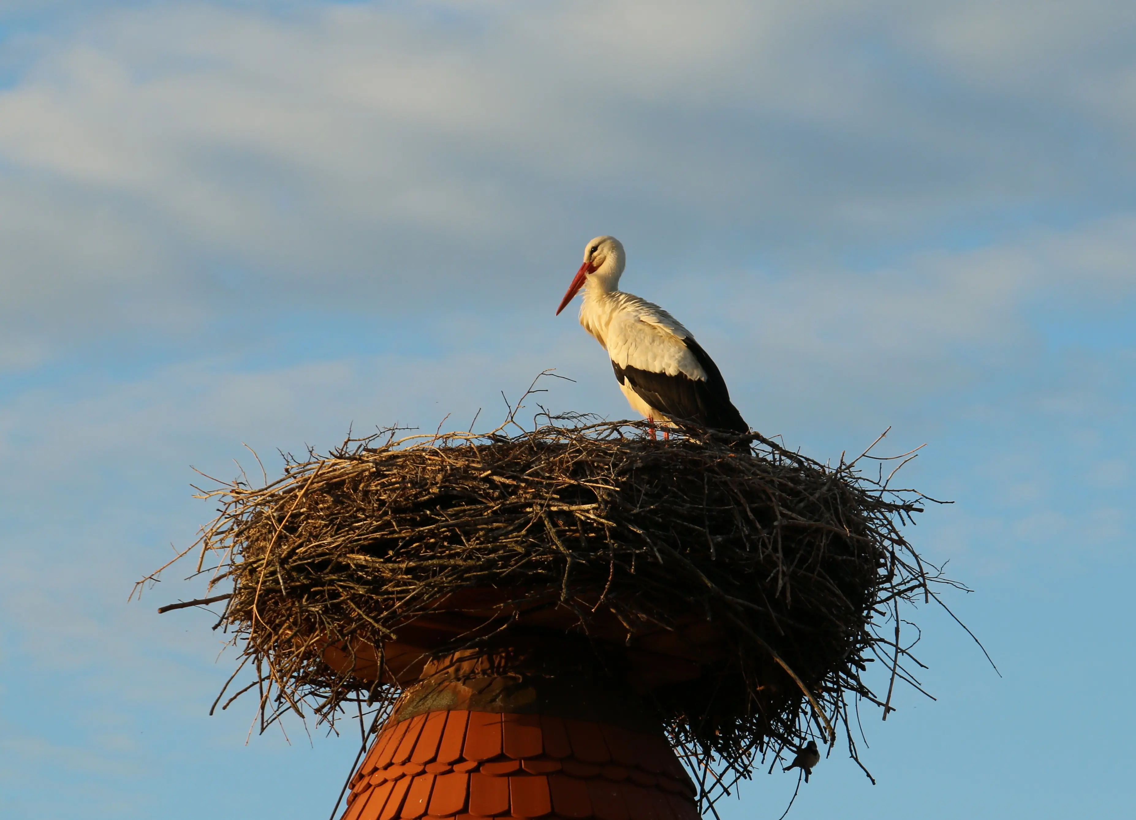 Storchennest im Europäischen Storchendorf Rühstädt